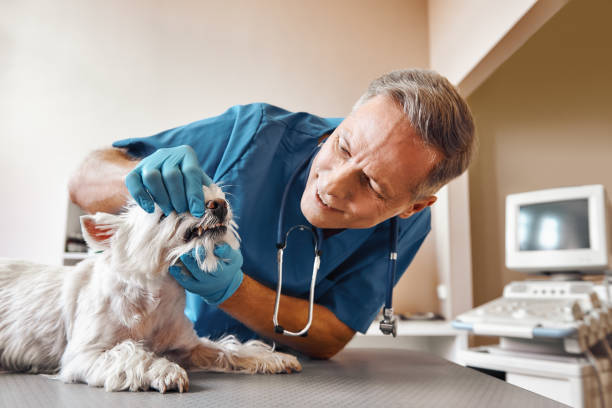 Best 24-Hour Emergency Dental Care in Browns Lake, WI